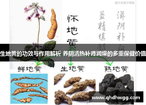 生地黄的功效与作用解析 养阴清热补肾润燥的多重保健价值 生地黄的功效与作用解析 养阴清热补肾润燥的多重保健价值