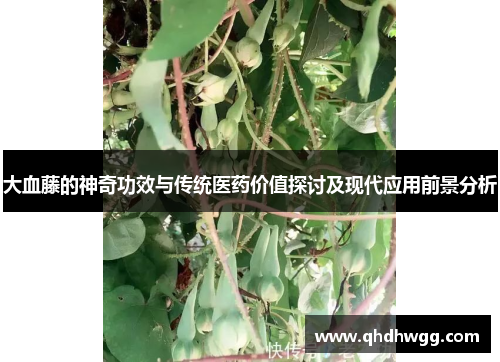 大血藤的神奇功效与传统医药价值探讨及现代应用前景分析 大血藤的神奇功效与传统医药价值探讨及现代应用前景分析