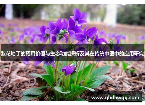 紫花地丁的药用价值与生态功能探析及其在传统中医中的应用研究 紫花地丁的药用价值与生态功能探析及其在传统中医中的应用研究