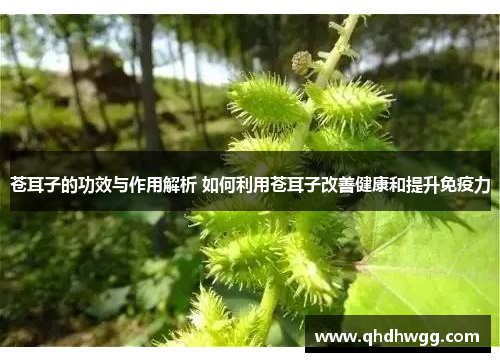 苍耳子的功效与作用解析 如何利用苍耳子改善健康和提升免疫力